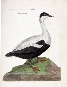動物学的なチャート（鳥類学）。北のガチョウまたはアイダー・マル（Eider a duvet or somateria mollissima）。フランソワ・ニコラ・マルティネ（1731-1800）の『外観と感覚で描かれた鳥類の歴史』の挿絵。個人蔵。 作： Francois Nicolas Martinet