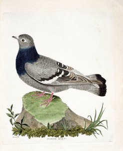 動物学的チャート（鳥類学）。キジバトのビセット（Columbia livia）。フランソワ・ニコラ・マルティネ（1731-1800）の『外観と感覚で描かれた鳥類の歴史』の挿絵。個人蔵。 作： Francois Nicolas Martinet