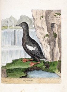 動物学的チャート（鳥類学）。シマダヒヨドリ（MirreletまたはCepphus grid）。フランソワ・ニコラ・マルティネ（1731-1800）の「外観と感覚で描かれた鳥類の歴史」の図版。個人蔵。 作： Francois Nicolas Martinet