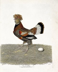 動物学的チャート（鳥類学）。ニワトリ（家禽）とその卵。フランソワ・ニコラ・マルティネ（1731-1800）の『外観と感覚で描かれた鳥類の歴史』の挿絵。個人蔵。 作： Francois Nicolas Martinet