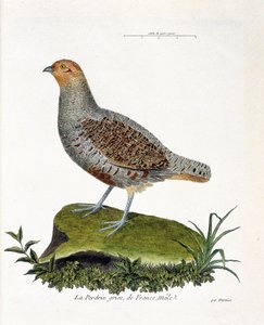 動物学的チャート（鳥類学）。フランスの灰色のウズラ、オス（灰色のウズラ、partridge）。フランソワ・ニコラ・マルティネ(1731-1800)の「外観と感覚的な面で描かれた鳥類の歴史」の挿絵。個人蔵。 作： Francois Nicolas Martinet