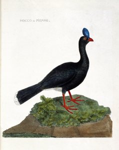 動物学的なチャート（鳥類学）。ホッコや石（Hocco a stone or pauxi pauxi）のこと。フランソワ・ニコラ・マルティネ（1731-1800）の「外観と感覚的な面で描かれた鳥類の歴史」の図版。個人蔵。