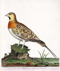 動物学的チャート（鳥類学）。ピレネー山脈の雄ゼリノット（Ganga cata or pterocles alchata）。フランソワ・ニコラ・マルティネ（1731-1800）の『外観と感覚で描かれた鳥類の歴史』の挿絵。個人蔵。 作： Francois Nicolas Martinet