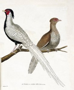 動物図鑑（鳥類学）。キジには中国製の鋼鉄製ヒュプがあり、そのメス（銀色のキジまたはLophura nycthemera）が枝に乗っています。フランソワ・ニコラ・マルティ著「姿と感性で描かれた鳥類の歴史」の挿絵 作： Francois Nicolas Martinet