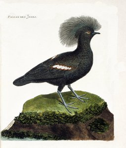 動物学的チャート（鳥類学）。インドのキジ（goura crown or goura cristata）。フランソワ・ニコラ・マルティネ（1731-1800）の「外観と感覚で描かれた鳥類の歴史」の図版。個人蔵。 作： Francois Nicolas Martinet