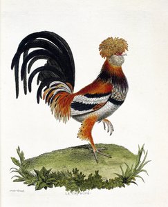 動物学的チャート（鳥類学）。雄鶏（家庭用雄鶏、gallus gallus）。フランソワ・ニコラ・マルティネ（1731-1800）の「外観と感覚で描かれた鳥類の歴史」の図版。個人蔵。 作： Francois Nicolas Martinet
