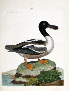 動物学的なチャート（鳥類学）。ストレイン（アヒルのストレインベリー、anas clypeata）。フランソワ・ニコラ・マルティネ（1731-1800）の「外観と感覚的な面で描かれた鳥類の歴史」の図版。個人蔵。 作： Francois Nicolas Martinet