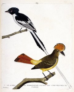動物学のチャート（鳥類学）。上段：マダガスカル・シェル（チットレック・マラガシーまたはテルプシフォン・ムタタ）。低学年。カイエンヌのフライゴブ（gobemouche or fly gob）の王様（flycatcher crowns or onychorhynchus coronatus）。鳥類の歴史、パイ」のイラスト 作： Francois Nicolas Martinet