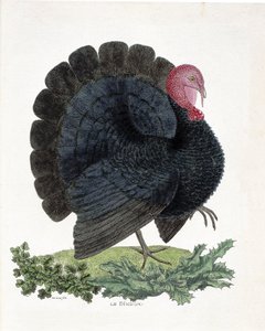 動物学的チャート（鳥類学）。ターキー（家禽、Melaeagris gallopavo）。フランソワ・ニコラ・マルティネ(1731-1800)の「外観と感覚で描かれた鳥類の歴史」の図版(エングレーヴィング)