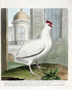 動物学的チャート（鳥類学）。尻のないバージニアの雌鶏（domestic hen iu gallus gallus）。フランソワ・ニコラ・マルティネ（1731-1800）の『外観と感覚で描かれた鳥類の歴史』の挿絵。個人蔵。