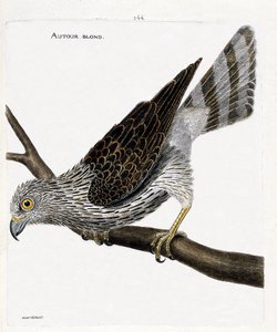 動物図鑑（鳥類学）：枝にいるブロンド（ゴシキドリまたはaccipiter gentilisの周り）。フランソワ・ニコラ・マルティネ(1731-1800)の「外観と感覚的な面で描かれた鳥類の歴史」の挿絵。個人蔵。 作： Francois Nicolas Martinet