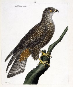 動物図鑑（鳥類学）：枝の上の黒いミミズク。フランソワ・ニコラ・マルティネ（1731-1800）の『外観と感覚で描かれた鳥類の歴史』の挿絵。個人蔵。 作： Francois Nicolas Martinet