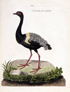 動物図鑑（鳥類学）：カイエンアガミ（トランペットアガミまたはpsophia crepitans）。フランソワ・ニコラ・マルティネ（1731-1800）の『外観と感覚で描かれた鳥類の歴史』の挿絵。個人蔵。 作： Francois Nicolas Martinet