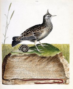 動物図鑑（鳥類学）：cochevis（cochevis huppe or Galerida cristata）。フランソワ・ニコラ・マルティネ（1731-1800）の「外観と感覚的な面で描かれた鳥類の歴史」の図版。個人蔵。 作： Francois Nicolas Martinet