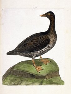 動物図鑑（鳥類学）：雌のアイダー（eider a down or somateria mollissima）。フランソワ・ニコラ・マルティネ（1731-1800）の『外観と感覚で描かれた鳥類の歴史』の挿絵。個人蔵。 作： Francois Nicolas Martinet