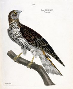 動物図鑑（鳥類学）：枝にとまった雌のスービズ（ブサード・サン・マルティンまたはサーカス・シアヌース）。フランソワ・ニコラ・マルティネ（1731-1800）の『外観と感覚で描かれた鳥類の歴史』の挿絵。個人蔵。 作： Francois Nicolas Martinet
