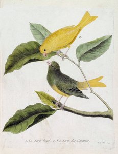 動物学的チャート（鳥類学）：下から上へ。枝の上にいるセラン・ヒューペ（カナリアの花）とセラン・デ・カナリア。フランソワ・ニコ著「姿と感性で描く鳥類の歴史」の挿絵