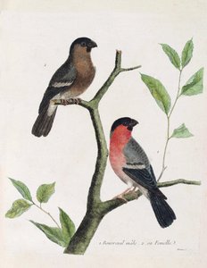 動物図鑑（鳥類学）：下から上に向かって、枝の上にいるオスとメスのブブレイル（牡丹ブブレイルまたはpyrrhula pyrrrhula）。フランソワ・ニコラ・マルティネの「外観と感覚的な面で描かれた鳥類の歴史」のイラスト（1731年 作： Francois Nicolas Martinet
