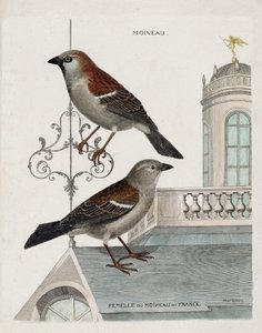 動物図鑑（鳥類学）：上から下へ。フランスのスズメ（domestic sparrow or pass domesticus）のスズメとメス。フランソワ・ニコラ・マルティネ著『外観と感性で描く鳥類の歴史』の挿絵