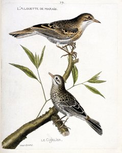 動物図鑑（鳥類学）：上から順に、枝にとまっているヒバリ（pipit rousseline or anthus campestris）とキュウリエ（pipit farlouse or anthus pratensis）。鳥類の歴史をその姿と感性で描いたもの」のイラスト 作： Francois Nicolas Martinet