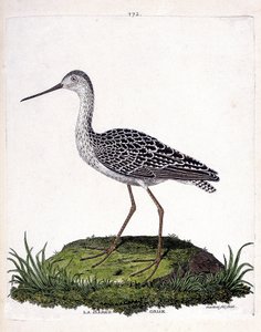 動物図鑑（鳥類学）：灰色のはしけ（赤のはしけまたは limosa lapponica）。フランソワ・ニコラ・マルティネ(1731-1800)の「外観と感覚的な面で描かれた鳥類の歴史」の挿絵。個人蔵。