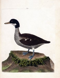 動物図鑑（鳥類学）：ジャワオナガガガモ（灰色のオナガガモまたはanas gibberifrons）。フランソワ・ニコラ・マルティネ（1731-1800）の「外観と感覚で描かれた鳥類の歴史」の図版。個人蔵。 作： Francois Nicolas Martinet
