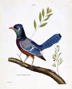 動物図鑑（鳥類学）：枝の上のオスのサイアム・ジェイ（blue jay or cyanocitta cristata）。フランソワ・ニコラ・マルティネ（1731-1800）の『外観と感覚で描かれた鳥類の歴史』の挿絵。個人蔵。
