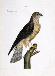 動物図鑑（鳥類学）：枝にとまったオスのスービズ（ブサード・サン・マルティンまたはサーカス・シアヌース）。フランソワ・ニコラ・マルティネ（1731-1800）の『外観と感覚で描かれた鳥類の歴史』の挿絵。個人蔵。 作： Francois Nicolas Martinet