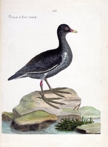 動物図鑑（鳥類学）：スイレン（waterhen or gallinula chloropus）のオス。フランソワ・ニコラ・マルティネ（1731-1800）の『外観と感覚で描かれた鳥類の歴史』の挿絵。個人蔵。 作： Francois Nicolas Martinet