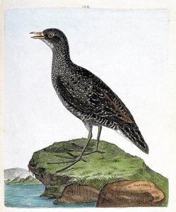 動物図鑑（鳥類学）：マルエツ（斑点マルエツまたはポルザナ・ポルザナ）。フランソワ・ニコラ・マルティネ（1731-1800）の「外観と感覚的な面で描かれた鳥類の歴史」の挿絵。個人蔵。 作： Francois Nicolas Martinet