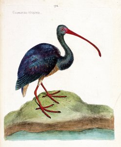動物図鑑（鳥類学）：ニグチチドリ（ibis falcinelle or plegadis falcinellus）。フランソワ・ニコラ・マルティネ（1731-1800）の『外観と感覚で描かれた鳥類の歴史』の挿絵。個人蔵。 作： Francois Nicolas Martinet
