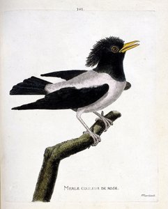 動物図鑑（鳥類学）：枝の上のピンクのクロウタドリ（アカムクドリ、sturnus roseus）。フランソワ・ニコラ・マルティネ（1731-1800）の「外観と感性で描かれた鳥類の歴史」の挿絵。個人蔵。