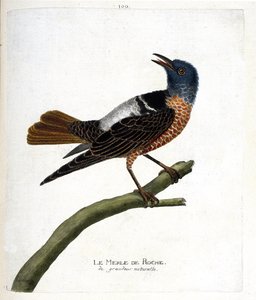 動物図鑑（鳥類学）：ロックブラックバード（rock blackbird or monticola saxatilis）。フランソワ・ニコラ・マルティネ(1731-1800)の「外観と感覚的な面で描かれた鳥類の歴史」の挿絵。個人蔵。 作： Francois Nicolas Martinet