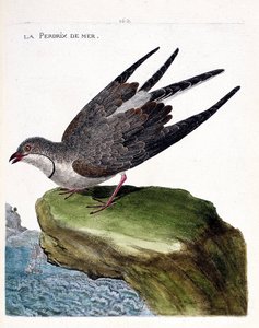 動物図鑑（鳥類学）：ウミウズラ（glareole a necklace or glareola pratincola）。フランソワ・ニコラ・マルティネ（1731-1800）の「外観と感性の面で描かれた鳥類の歴史」の挿絵。個人蔵。 作： Francois Nicolas Martinet