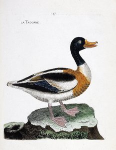 動物図鑑（鳥類学）：tadorne（tadorne de belonまたはtadorna tadorna）。フランソワ・ニコラ・マルティネ（1731-1800）の「外観と感覚的な面で描かれた鳥類の歴史」の挿絵。個人蔵。 作： Francois Nicolas Martinet