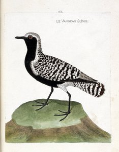 動物図鑑（鳥類学）：スイスの子羊（銀色の千鳥またはpluvialis squatarola）。フランソワ・ニコラ・マルティネ（1731-1800）の「外観と感覚で描かれた鳥類の歴史」の挿絵。個人蔵。 作： Francois Nicolas Martinet