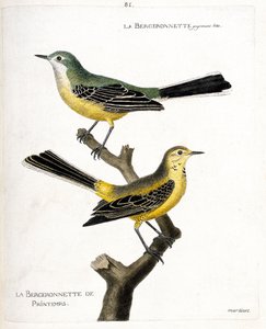 動物図鑑（鳥類学）：ベルジョネットそのものと、枝についた春のベルジョネット（春のベルジョネット、motacilla flava）の図。フランソワ・ニコラ・マの「出現と感受性の面で描かれた鳥類の歴史」の挿絵