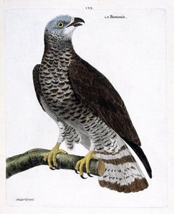 動物図鑑（鳥類学）：枝にとまったボンデレ（apivore bondree or pernis apivorus）。フランソワ・ニコラ・マルティネ（1731-1800）の「外観と感覚的な面で描かれた鳥類の歴史」の挿絵。個人蔵。 作： Francois Nicolas Martinet