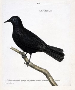 動物図鑑（鳥類学）：枝についたキャベツ（トウワタのキャベツ、corvus monedula）。フランソワ・ニコラ・マルティネ（1731-1800）の「外観と感覚的な面で描かれた鳥類の歴史」の挿絵。個人蔵。 作： Francois Nicolas Martinet