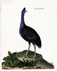 動物図鑑（鳥類学）：カソア（casoar a helmet or cassuarius cassuarius）。フランソワ・ニコラ・マルティネ（1731-1800）の「外観と感覚的な面で描かれた鳥類の歴史」の挿絵。個人蔵。 作： Francois Nicolas Martinet