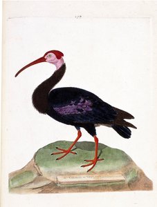 動物図鑑（鳥類学）：カジカは希望の帽子（ibis du cap or geronticus calvus）の頭がむき出しになっている。フランソワ・ニコラ・マルティネ（1731-1800）の『外観と感覚的な側面で描かれた鳥類の歴史』の挿絵。P 作： Francois Nicolas Martinet