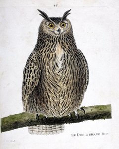 動物図鑑（鳥類学）：枝の上の公爵または大公（グランデュークまたはブボブボ）。フランソワ・ニコラ・マルティネ（1731-1800）の「出現と感覚的な面で描かれた鳥類の歴史」の挿絵。個人蔵。