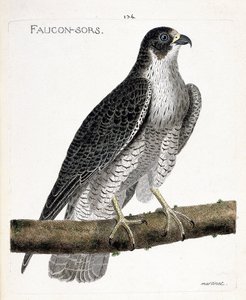 動物図鑑（鳥類学）：ハヤブサが枝に出てくる、またはハヤブサが出てくる（pelerine falcon または falco peregrinus）。フランソワ・ニコラ・マルティネ(1731-1800)の「出現と感受性の面で描かれた鳥類の歴史」の挿絵。プリ 作： Francois Nicolas Martinet