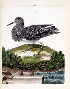 動物図鑑（鳥類学）：戦闘機やオスのウミクジャク（戦闘機はさまざま）。フランソワ・ニコラ・マルティネ（1731-1800）による「外観と感覚で描かれた鳥類の歴史」の図版。個人蔵 作： Francois Nicolas Martinet