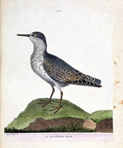 動物図鑑（鳥類学）：灰色のマウベシ（紫色のくちばしまたはcalidris maritima）。フランソワ・ニコラ・マルティネ（1731-1800）による「外観と感覚で描かれた鳥類の歴史」の挿絵。個人蔵。 作： Francois Nicolas Martinet
