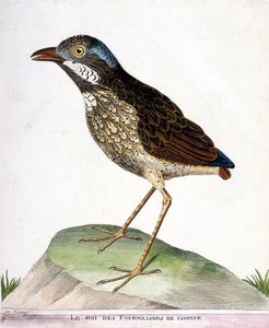 動物図鑑（鳥類学）：カイエンの四天王（grallaire king or grallaria varia）。フランソワ・ニコラ・マルティネ（1731-1800）の『外観と感覚で描かれた鳥類の歴史』の挿絵。個人蔵 作： Francois Nicolas Martinet