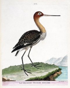 動物図鑑（鳥類学）：大きな赤いバージ（黒尾のバージまたはリモサ・リモサ）。フランソワ・ニコラ・マルティネ（1731-1800）の「外観と感覚的な面で描かれた鳥類の歴史」の挿絵。個人蔵。