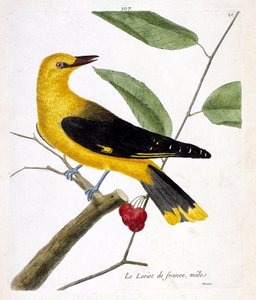 動物図鑑（鳥類学）：枝の上のオスのフレンチロリオット（ヨーロピアンロリオット、oriolus oriolus）。フランソワ・ニコラ・マルティネ（1731-1800）の「外観と感覚的な面で描かれた鳥類の歴史」の挿絵。個人蔵 作： Francois Nicolas Martinet