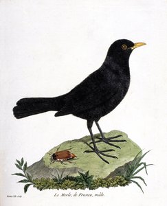 動物図鑑（鳥類学）：クロウタドリのオス（black blackbird or turdus merula）。フランソワ・ニコラ・マルティネ（1731-1800）の「外観と感覚的な面で描かれた鳥類の歴史」の挿絵。個人蔵。 作： Francois Nicolas Martinet