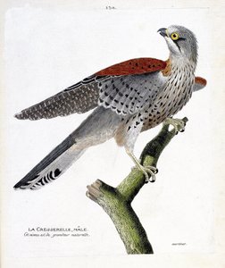 動物図鑑（鳥類学）：枝の上にいるミズスマシのオス（タカハヤブサまたはファルコ・ティンヌンクルス）。フランソワ・ニコラ・マルティネ(1731-1800)の「出現と感覚的な面で描かれた鳥類の歴史」の挿絵。個人蔵。 作： Francois Nicolas Martinet